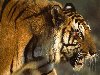 5) В отличие ото львов, тигры – животные-одиночки, которые метят свою ...