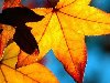 картинка № 4003 Осень , Растения , Листья