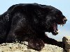 В целом, черных пантер больше в густых и непроходимых зарослях, ...