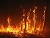 Пишет наша читательница Надежда: Пожар в лесу в Йошкар-Оле