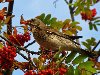 Осень – это пора птичьей миграции. Наблюдения птиц осенью может принести ...