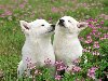 Широкоформатные обои Пара белых собак, Пара белых собак мечтают в луговых ...