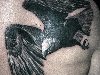 черно-белая татуировка парящий орел на спине