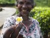 Нувара Элия, Шри-Ланка - 8 декабря 2011 года: чай цветок в руке перегружены ...