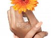 Красивые руки женщина с французский маникюр с цветком, близком расстоянии ...