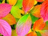 Осень в картинках для детей - Осень золотая картинки - Фото мир природы