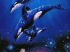 Дельфин - касатка - морские животные - рисунки Christian Lassen
