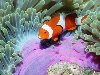 Морские рыбы - подводный мир - море - океан - коралы