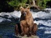 Красивые и смешные медведи.. Обсуждение на LiveInternet - Российский Сервис ...