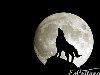 Почему волки воют на луну? Волчий вой – это очень захватывающие и ...