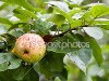 Природные эко зелено красные яблоко — Стоковая фотография