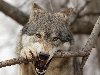 На территориях своего обитания волки являются самой многочисленной группой ...