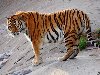 Амурский тигр. :: Prey or not? Siberian tiger.