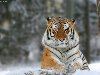 Амурский тигр. Фото Сергея Бельского (Sergei Belski) с сайта ...
