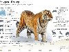 Амурский тигр: самый крупный и самый редкий