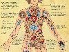Интересная картинка анатомии человека и вопрос: А у вас есть духовная жизнь?
