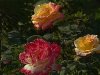 Живые цветы - Цветы картинки - Анимационные gif открытки