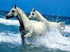 Белые кони мчатся по берегу, поднимая брызги от моря