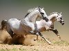 Белые лошади обои, фото Игривые, мчащиеся, борзые картинки
