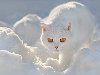 Белый Котик. Кошки всех стран - соединяйтесь! Отправить письмо автору
