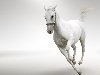 Животные - Белый конь