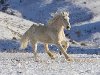 Скачать обои Белый конь - с животными 1280x1024. Фото, заставки, картинки на ...