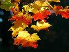 Скачать обои Природа, осенние, осень, красивые, бесплатные, листопад, ...