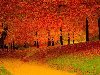 листопад, осень, лес, скачать фото бесплатно, осенний лес, опавшие листья
