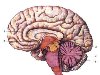 Схема Отделы головного мозга (увеличить рисунок)