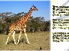 стихи про жирафа