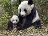 Милашка, животные, лес, медведи, панды 1600х1200