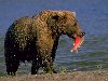 Бурый медведь питается рыбой Дальневосточные представители вида с ...