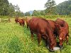 Безрогі корови породи редпол відомі своїм смачним мu0026#39;ясом.