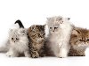 Кошка домашняя относится к млекопитающим семейства кошачьих.
