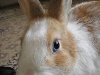 Биологические особенности кроликов Кролики относятся к классу млекопитающих, ...