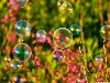 картинки красивые картинки лето мыльные пузыри в траве