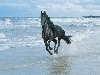Красивая картинка с бегущей черной лошадью : Люблю лошадей ... уже только ...