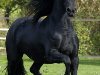 ... цвета лошадь с белой гривой и хвостом - называется соловой, а с черной ...
