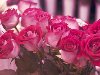Широкоформатные обои Букет розовых роз, Розовые розы собранные в букет
