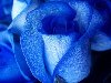 Японцы вырастили синие розы