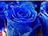 Надо сказать, что первые синие розы пока что не особенно синие, ...