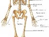 Скелет состоит более чем из 200 костей, из которых 95 – парные кости.