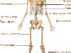 Скелет в правильной анатомической позе: вид спереди