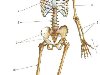Строение скелета человека (вид спереди).
