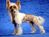 Китайская хохлатая собачка, фото породы собак фотография. Маленькие породы ...