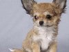 Одна из самых маленьких собак в природе. Выведена в Мексике. Встречается ...
