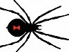 черный паук вдовы. черный паук вдовы u0026middot; Скачать. Другие варианты::