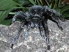 Скачать оригинал: Черный паук - 1366x768. вырезать нужный размер