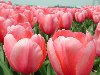 Тюльпаны / Цветы фото обои
