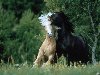 Кони и лошади - мифология и символика образа